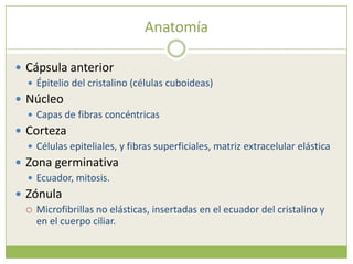 Anatomía<br />Cápsula anterior<br /><ul><li>Épitelio del cristalino (células cuboideas)</li></ul>Núcleo<br /><ul><li>Capas...