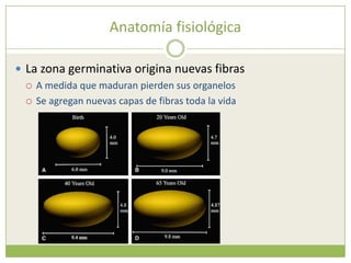 Anatomía fisiológica<br />La zona germinativa origina nuevas fibras<br />A medida que maduran pierden sus organelos<br />S...