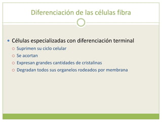 Diferenciación de las células fibra<br />Células especializadas con diferenciación terminal<br />Suprimen su ciclo celular...