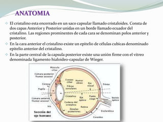  El cristalino esta encerrado en un saco capsular llamado cristaloides. Consta de
dos capas Anterior y Posterior unidas en un borde llamado ecuador del
cristalino. Las regiones prominentes de cada cara se denominan polos anterior y
posterior.
 En la cara anterior el cristalino existe un epitelio de células cubicas denominado
epitelio anterior del cristalino.
 En la parte central de la capsula posterior existe una unión firme con el vítreo
denominada ligamento hialoideo-capsular de Wieger.
ANATOMIA
 