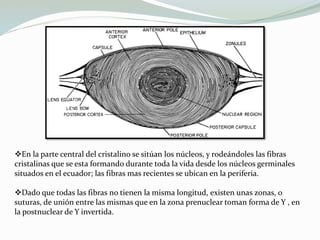 En la parte central del cristalino se sitúan los núcleos, y rodeándoles las fibras
cristalinas que se esta formando durante toda la vida desde los núcleos germinales
situados en el ecuador; las fibras mas recientes se ubican en la periferia.
Dado que todas las fibras no tienen la misma longitud, existen unas zonas, o
suturas, de unión entre las mismas que en la zona prenuclear toman forma de Y , en
la postnuclear de Y invertida.
 