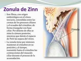 Zonula de Zinn
 Son fibras, con origen
embriológico en el vítreo
terciario, extendidas entre las
crestas de los procesos ciliares
y el ecuador del cristalino, de
forma triangular con base
ciliar. Por delante de ellas se
sitúa la cámara posterior,
mientras que detrás el espacio
de Petit las separa del vítreo.
 La zonula tiene por misiones
mantener al cristalino en su
posición y, al tiempo,
transmitir hasta el cristalino las
contracciones del musculo
ciliar durante el proceso de la
acomodación.
Zónula
 