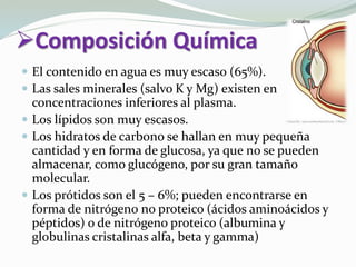 Composición Química
 El contenido en agua es muy escaso (65%).
 Las sales minerales (salvo K y Mg) existen en
concentraciones inferiores al plasma.
 Los lípidos son muy escasos.
 Los hidratos de carbono se hallan en muy pequeña
cantidad y en forma de glucosa, ya que no se pueden
almacenar, como glucógeno, por su gran tamaño
molecular.
 Los prótidos son el 5 – 6%; pueden encontrarse en
forma de nitrógeno no proteico (ácidos aminoácidos y
péptidos) o de nitrógeno proteico (albumina y
globulinas cristalinas alfa, beta y gamma)
 
