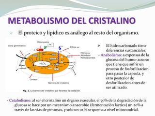 METABOLISMO DEL CRISTALINO
 El proteico y lipidico es análogo al resto del organismo.
 El hidrocarbonado tiene
diferencias sustanciales:
- Anabolismo: a expensas de la
glucosa del humor acuoso
que tiene que sufrir un
proceso de fosforilizacion
para pasar la capsula, y
otro posterior de
desforilizacion antes de
ser utilizado.
- Catabolismo: al ser el cristalino un órgano avascular, el 70% de la degradación de la
glucosa se hace por un mecanismo anaerobio (fermentación láctica) un 20% a
través de las vías de pentosas, y solo un 10 % se quema a nivel mitocondrial.
 