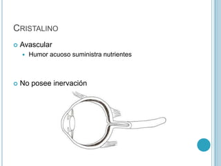 CRISTALINO
   Avascular
       Humor acuoso suministra nutrientes



   No posee inervación
 