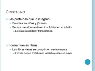 CRISTALINO
   Las proteínas que lo integran
     Solubles en niños y jóvenes
     Se van transformando en insolubles en el adulto
           Le resta elasticidad y transparencia




   Forma nuevas fibras
       Las fibras viejas se comprimen centralmente
           Forman núcleo cristaliniano inelástico cada vez mayor
 