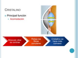 CRISTALINO
   Principal función
       Acomodación




                        Relaja las   Cristalino se
     Músculo ciliar
                          fibras      hace más
      se contrae
                        zonulares      convexo
 