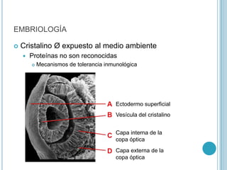 EMBRIOLOGÍA

   Cristalino Ø expuesto al medio ambiente
       Proteínas no son reconocidas
           Mecanismos de tolerancia inmunológica




                                         Ectodermo superficial
                                         Vesícula del cristalino


                                         Capa interna de la
                                         copa óptica
                                         Capa externa de la
                                         copa óptica
 