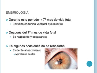 EMBRIOLOGÍA

   Durante este periodo→ 7º mes de vida fetal
       Envuelto en túnica vascular que lo nutre


   Después del 7º mes de vida fetal
       Se reabsorbe y desaparece


   En algunas ocasiones no se reabsorbe
       Evidente al nacimiento
           Membrana pupilar
 