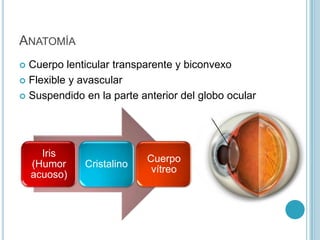 ANATOMÍA
 Cuerpo lenticular transparente y biconvexo
 Flexible y avascular

 Suspendido en la parte anterior del globo ocular




      Iris
                           Cuerpo
    (Humor    Cristalino
                            vítreo
    acuoso)
 