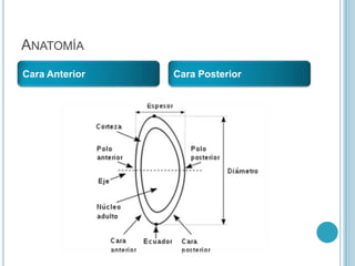 ANATOMÍA
Cara Anterior   Cara Posterior
 