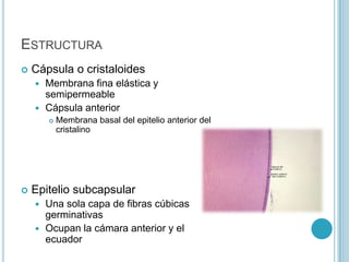 ESTRUCTURA
   Cápsula o cristaloides
     Membrana fina elástica y
      semipermeable
     Cápsula anterior
           Membrana basal del epitelio anterior del
            cristalino




   Epitelio subcapsular
     Una sola capa de fibras cúbicas
      germinativas
     Ocupan la cámara anterior y el
      ecuador
 