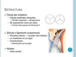ESTRUCTURA
   Fibras del cristalino
       Células epiteliales alargadas
           Pierden organelos→ transparencia
       Se superponen unas con otras
           Forman dos suturas en forma de Y



   Zónula o ligamento suspensorio
     Procesos ciliares → ecuador del cristalino
     Lo mantienen en su lugar
     Contracciones
           Disminuyen con la edad

   Núcleo
       Parte central
 