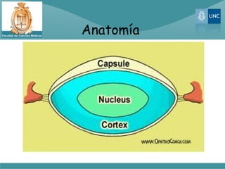 Anatomía
 