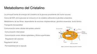 Metabolismo del Cristalino
La principal fuente de energía del cristalino es la glucosa procedente del humor acuoso.
Cerca del 80% de la glucosa se consume en el cristalino utilizando la glicolisis anaerobia.
Metabolismo de las fibras: dependiente de enzimas citoplasmáticas: glicolisis anaerobia: ácido láctico
Transporte transepitelial
Comunicación entre células del epitelio anterior
Comunicación intercelular
Comunicación entre células epiteliales y fibras superficiales
Regulación del volumen
Regulación del ph
Permeabilidad de la cápsula
 