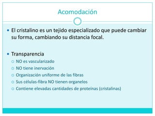 AcomodaciónEl cristalinoes un tejidoespecializadoquepuedecambiarsu forma, cambiandosudistancia focal.TransparenciaNO esvascularizadoNO tieneinervaciónOrganizaciónuniforme de lasfibrasSuscélulas-fibra NO tienenorganelosContieneelevadascantidades de proteínas (cristalinas)