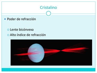 CristalinoPoder de refracciónLente bicónvexaAlto índice de refracción