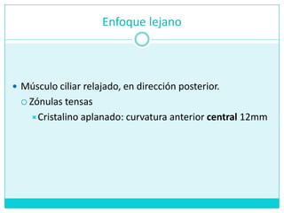 Enfoque lejanoMúsculociliarrelajado, en dirección posterior.ZónulastensasCristalinoaplanado: curvaturaanterior central12mm