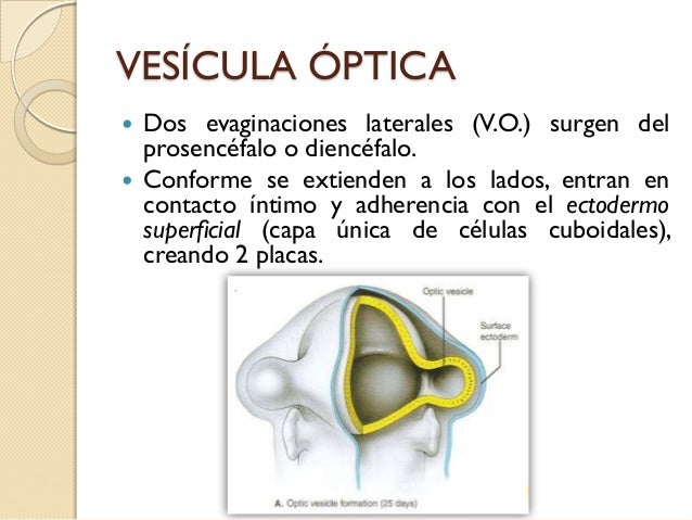 Cristalino anatomia y fisiologia