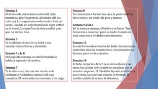 Semana 1
El óvulo sale del ovario a mitad del ciclo
menstrual (por lo general, alrededor del día
catorce). Los espermatozoides nadan hacia el
óvulo. Cuando un espermatozoide logra entrar
en el óvulo, la superficie de éste cambia para
que no entren más.
Semana 3
Se establece el sexo de su bebé y sus
características físicas y mentales.
Semana 5 a la 8
En la quinta semana, se está formando la
médula espinal y el cerebro.
Semana 7
Ya los brazos y piernas son mucho más
evidentes y la médula espinal está casi
completa. El bebé mide un centímetro de largo.
Semana 8
Se comienzan a formar los ojos, la parte externa
del a oreja y los dedos de pies y manos.
Semana 9 a la12
En la novena semana, el bebé ya se llama “feto”.
Comienza a moverse, pero la madre todavía no
está consciente de dichos movimientos.
Semana 11
Se está formando el cuello del bebé. Sus músculos
controlan más los movimientos. Los párpados se
forman, pero están cerrados.
Semana 14
El bebé empieza a tener pelo en la cabeza y las
cejas, los latidos del corazón se escuchan con el
monitor doptone. El feto bebe líquido amniótico y
ya lo orina. Las cuerdas vocales se forman. El
cordón umbilical se une al abdomen.
 