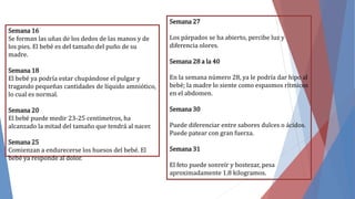 Semana 16
Se forman las uñas de los dedos de las manos y de
los pies. El bebé es del tamaño del puño de su
madre.
Semana 18
El bebé ya podría estar chupándose el pulgar y
tragando pequeñas cantidades de líquido amniótico,
lo cual es normal.
Semana 20
El bebé puede medir 23-25 centímetros, ha
alcanzado la mitad del tamaño que tendrá al nacer.
Semana 25
Comienzan a endurecerse los huesos del bebé. El
bebé ya responde al dolor.
Semana 27
Los párpados se ha abierto, percibe luz y
diferencia olores.
Semana 28 a la 40
En la semana número 28, ya le podría dar hipo al
bebé; la madre lo siente como espasmos rítmicos
en el abdomen.
Semana 30
Puede diferenciar entre sabores dulces o ácidos.
Puede patear con gran fuerza.
Semana 31
El feto puede sonreír y bostezar, pesa
aproximadamente 1.8 kilogramos.
 