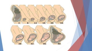 Desarrollo Embrionario