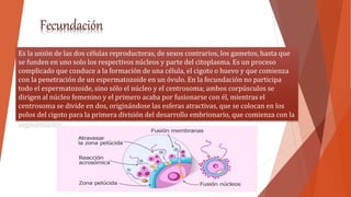 Es la unión de las dos células reproductoras, de sexos contrarios, los gametos, hasta que
se funden en uno solo los respectivos núcleos y parte del citoplasma. Es un proceso
complicado que conduce a la formación de una célula, el cigoto o huevo y que comienza
con la penetración de un espermatozoide en un óvulo. En la fecundación no participa
todo el espermatozoide, sino sólo el núcleo y el centrosoma; ambos corpúsculos se
dirigen al núcleo femenino y el primero acaba por fusionarse con él, mientras el
centrosoma se divide en dos, originándose las esferas atractivas, que se colocan en los
polos del cigoto para la primera división del desarrollo embrionario, que comienza con la
segmentación.
 