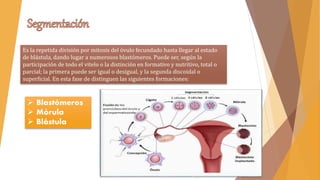 Es la repetida división por mitosis del óvulo fecundado hasta llegar al estado
de blástula, dando lugar a numerosos blastómeros. Puede ser, según la
participación de todo el vitelo o la distinción en formativo y nutritivo, total o
parcial; la primera puede ser igual o desigual, y la segunda discoidal o
superficial. En esta fase de distinguen las siguientes formaciones:
 Blastómeros
 Mórula
 Blástula
 