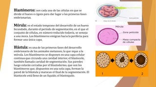 Blastómeros: son cada una de las células en que se
divide el huevo o cigoto para dar lugar a las primeras fases
embrionarias.
Mórula: es el estado temprano del desarrollo de un huevo
fecundado, durante el período de segmentación, en el que el
conjunto de células, en número reducido todavía, se semeja
a una mora. Los blastómeros emigran hacia la periferia para
formar una única capa.
Blástula: es una de las primeras fases del desarrollo
embrionario de los animales metazoos; la que sique a la
mórula. Los blastómeros se disponen en una capa celular
continua que circunda una cavidad interior, el blastocele,
también llamada cavidad de segmentación. Sus paredes
luego estarán cerradas por el blastodermo, que son los
blastómeros que, dispuestos en una sola capa, forman la
pared de la blástula y maracan el final de la segmentación. El
blastocele está lleno de un líquido, el blastoquilo.
 