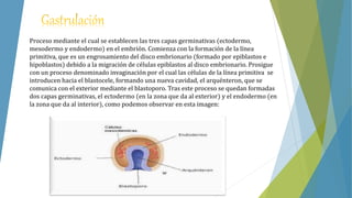 Proceso mediante el cual se establecen las tres capas germinativas (ectodermo,
mesodermo y endodermo) en el embrión. Comienza con la formación de la línea
primitiva, que es un engrosamiento del disco embrionario (formado por epiblastos e
hipoblastos) debido a la migración de células epiblastos al disco embrionario. Prosigue
con un proceso denominado invaginación por el cual las células de la línea primitiva se
introducen hacia el blastocele, formando una nueva cavidad, el arquénteron, que se
comunica con el exterior mediante el blastoporo. Tras este proceso se quedan formadas
dos capas germinativas, el ectodermo (en la zona que da al exterior) y el endodermo (en
la zona que da al interior), como podemos observar en esta imagen:
 