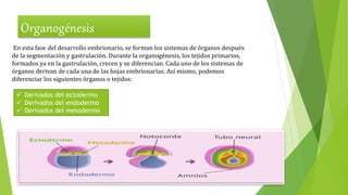 En esta fase del desarrollo embrionario, se forman los sistemas de órganos después
de la segmentación y gastrulación. Durante la organogénesis, los tejidos primarios,
formados ya en la gastrulación, crecen y se diferencian. Cada uno de los sistemas de
órganos derivan de cada una de las hojas embrionarias. Así mismo, podemos
diferenciar los siguientes órganos o tejidos:
 Derivados del ectodermo
 Derivados del endodermo
 Derivados del mesodermo
 