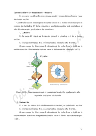 CeliaMarcosPascual
14
Determinación de las direcciones de vibración
Es necesario considerar los conceptos de retardo y colores de interferencia y usar
una lámina auxiliar.
Cuando una sección anisótropa se encuentra situada en la platina del microscopio en
posición de claridad (a 45º de la extinción) y una lámina auxiliar está insertada en el
tubo del microscopio, pueden darse dos situaciones:
1. Adicción
Es la suma del retardo de la sección mineral o cristalina y el de la lámina
auxiliar.
El color de interferencia de la sección cristalina o mineral sube de orden.
Ocurre cuando las direcciones de vibración de las ondas lenta y rápida de la
sección mineral o cristalina coinciden con las de la lámina auxiliar (ver Figura 16.22).
Figura 16.22.- Esquemas mostrando el concepto de la adicción: en el espacio, a la
izquierda; en el plano a la derecha.
2. Sustracción
Es la resta del retardo de la sección mineral o cristalina y el de la lámina auxiliar.
El color de interferencia de la sección cristalina o mineral sube de orden.
Ocurre cuando las direcciones de vibración de las ondas lenta y rápida de la
sección mineral o cristalina son perpendiculares a las de la lámina auxiliar (ver Figura
16.23 ).
 