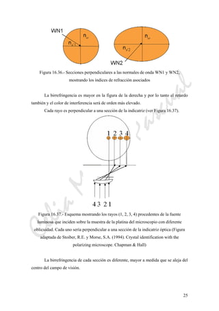 CeliaMarcosPascual
25
Figura 16.36.- Secciones perpendiculares a las normales de onda WN1 y WN2,
mostrando los índices de refracción asociados
La birrefringencia es mayor en la figura de la derecha y por lo tanto el retardo
también y el color de interferencia será de orden más elevado.
Cada rayo es perpendicular a una sección de la indicatriz (ver Figura 16.37).
Figura 16.37.- Esquema mostrando los rayos (1, 2, 3, 4) procedentes de la fuente
luminosa que inciden sobre la muestra de la platina del microscopio con diferente
oblicuidad. Cada uno sería perpendicular a una sección de la indicatriz óptica (Figura
adaptada de Stoiber, R.E. y Morse, S.A. (1994). Crystal identification with the
polarizing microscope. Chapman & Hall)
La birrefringencia de cada sección es diferente, mayor a medida que se aleja del
centro del campo de visión.
 