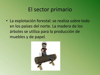 El sector primario
• La explotación forestal: se realiza sobre todo
  en los países del norte. La madera de los
  árboles se utiliza para la producción de
  muebles y de papel.
 