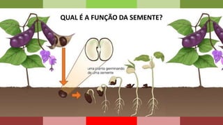 COMPOSICAO QUIMICA DA SEMENTE | PPTX