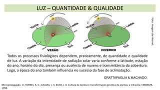 LUZ – QUANTIDADE & QUALIDADE
Foto:
Imagem
da
Internet.
Todos os processos fisiológicos dependem, praticamente, de quantidade e qualidade
de luz. A variação da intensidade de radiação solar varia conforme a latitude, estação
do ano, horário do dia, presença ou ausência de nuvens e transmitância da cobertura.
Logo, a época do ano também influencia no sucesso da fase de aclimatação.
GRATTAPAGLIA & MACHADO
Micropropagação. In: TORRES, A. C.; CALDAS, L. S; BUSO, J. A. Cultura de tecidos e transformação genética de plantas, v.1 Brasília: EMBRAPA.
1998.
 