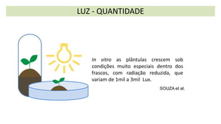 LUZ - QUANTIDADE
SOUZA et al.
In vitro as plântulas crescem sob
condições muito especiais dentro dos
frascos, com radiação reduzida, que
variam de 1mil a 3mil Lux.
 