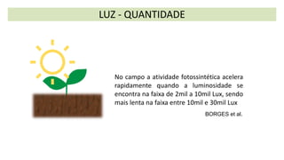LUZ - QUANTIDADE
No campo a atividade fotossintética acelera
rapidamente quando a luminosidade se
encontra na faixa de 2mil a 10mil Lux, sendo
mais lenta na faixa entre 10mil e 30mil Lux
BORGES et al.
 