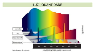 LUZ - QUANTIDADE
Foto: Imagem da Internet.
 