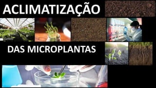 ACLIMATIZAÇÃO
DAS MICROPLANTAS
 