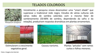 TELADOS COLORIDOS
Fotos: Imagens da Internet.
Estimularam o crescimento
vegetativo geral.
Causou nanismo. Plantas "peludas" com ramos
curtos e folhas menores.
Pittosporum variegatum
Inicialmente a pesquisa visava desenvolver uma “smart shade” que
superasse a tradicional rede negra. Estudos de várias culturas sob
várias redes de sombra coloridas com o mesmo fator de
sombreamento (50-80% de sombra, dependendo da safra e da
estação), produziram respostas dramáticas em plantas ornamentais.
 