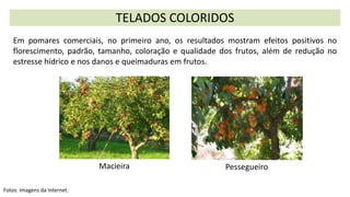 TELADOS COLORIDOS
Fotos: Imagens da Internet.
Macieira
Em pomares comerciais, no primeiro ano, os resultados mostram efeitos positivos no
florescimento, padrão, tamanho, coloração e qualidade dos frutos, além de redução no
estresse hídrico e nos danos e queimaduras em frutos.
Pessegueiro
 