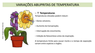VARIAÇÕES ABUPRITAS DE TEMPERATURA
Foto:
Imagem
da
Internet.
– ↑ Temperaturas
Temperaturas elevadas podem induzir:
– Danos celulares;
– Aumento da transpiração;
– Interrupção do crescimento;
– Inibição da fotossíntese antes da respiração.
A temperatura limite para causar morte e o tempo de exposição
variam entre espécies e órgãos.
 