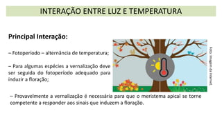 INTERAÇÃO ENTRE LUZ E TEMPERATURA
Foto:
Imagem
da
Internet.
Principal Interação:
– Fotoperíodo – alternância de temperatura;
– Para algumas espécies a vernalização deve
ser seguida do fotoperíodo adequado para
induzir a floração;
– Provavelmente a vernalização é necessária para que o meristema apical se torne
competente a responder aos sinais que induzem a floração.
 