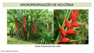 MICROPROPAGAÇÃO DE HELICÔNIA
Fotos: Imagens da Internet.
Caeté / Bananeira do mato
 