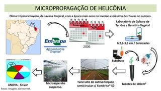 MICROPROPAGAÇÃO DE HELICÔNIA
2006
Aw’
Túnel alto de cultivo forçado
semicircular c/ Sombrite® 50
Microaspersão
suspenso.
Laboratório de Cultura de
Tecidos e Genética Vegetal
h 2,6-3,5 cm / Enraizadas
Tubetes de 180cm3
Clima tropical chuvoso, de savana tropical, com a época mais seca no inverno e máximo de chuvas no outono.
Substrato
ANOVA - SisVar
Fotos: Imagens da Internet.
 