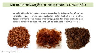 MICROPROPAGAÇÃO DE HELICÔNIA - CONCLUSÃO
Na aclimatização de mudas micropropagadas de Heliconia lingulata, nas
condições que foram desenvolvidas este trabalho, o melhor
desenvolvimento das mudas micropropagadas foi proporcionado pela
utilização da combinação PCS+H+S (pó de coco seco + húmus + solo).
Fotos: Imagens da Internet.
 