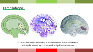 Campilótropo
O corpo deste tipo é dobrado e o alinhamento entre a calaza e a
micrópila torna o saco embrionário ligeiramente curvo
 
