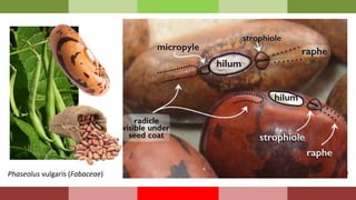 Adenanthera pavonina (Fabaceae)
Phaseolus vulgaris (Fabaceae) Reseda lutea (Resedaceae)
 