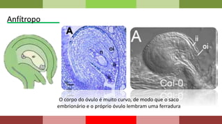 Anfítropo
O corpo do óvulo é muito curvo, de modo que o saco
embrionário e o próprio óvulo lembram uma ferradura
 